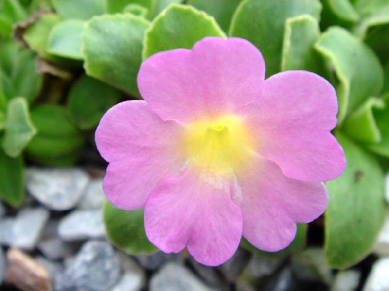 Primula allionii 'Hemswell Blush' photo